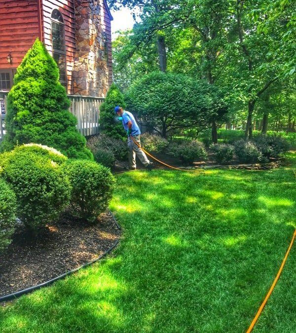 Why You Need A Professional Tree And Shrub Care in Yonkers