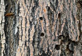Four Signs of a Diseased Tree Trunk