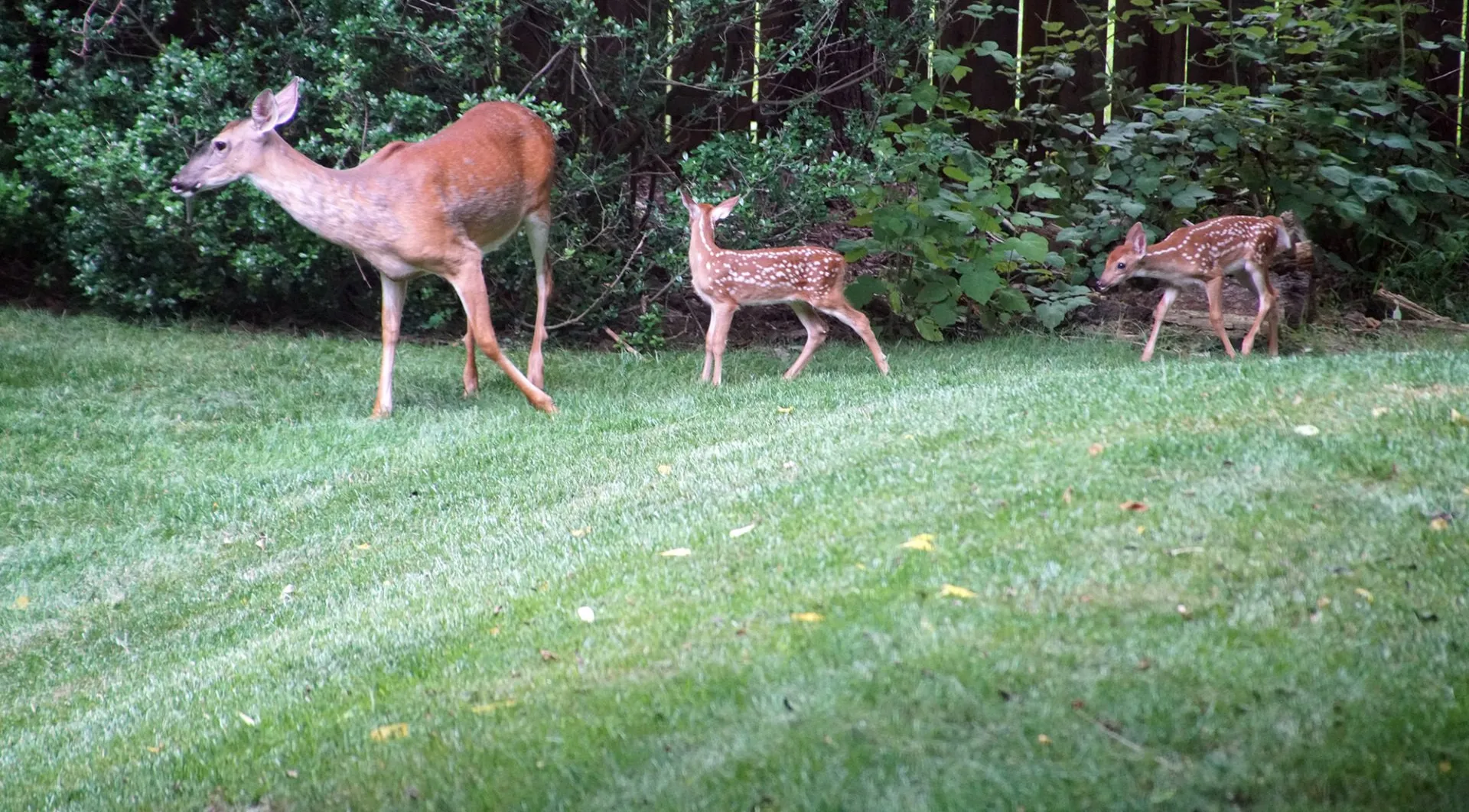 Deer Deterrent Services in NJ, NY, & CT States