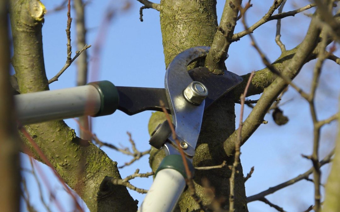 Six Reasons Why an Over Pruned Tree Can Be Problematic