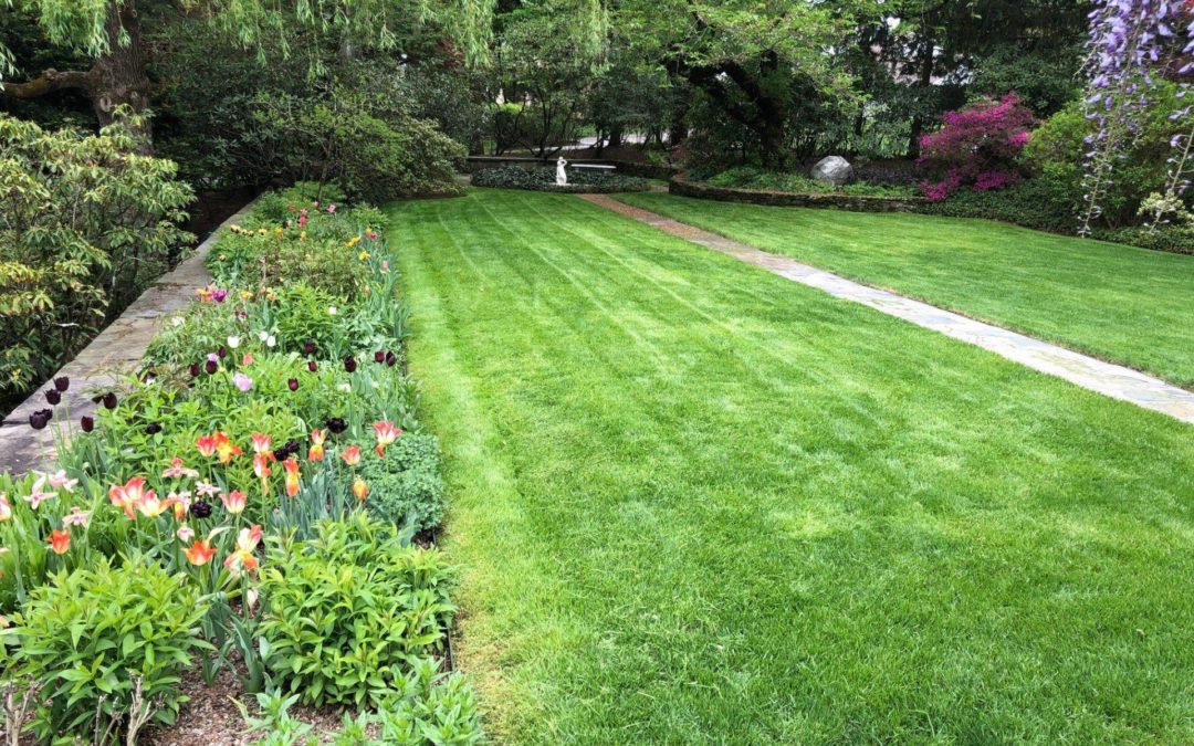 Preventative Spring Tree & Shrub Care