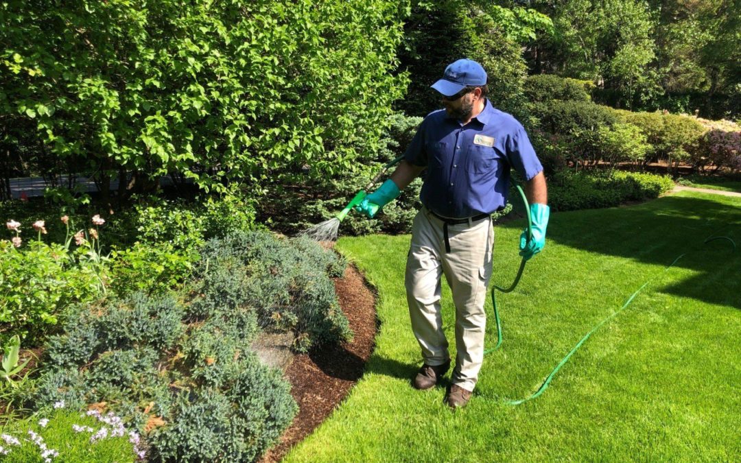 Can Overwatering Kill Your Grass? What You Need to Know