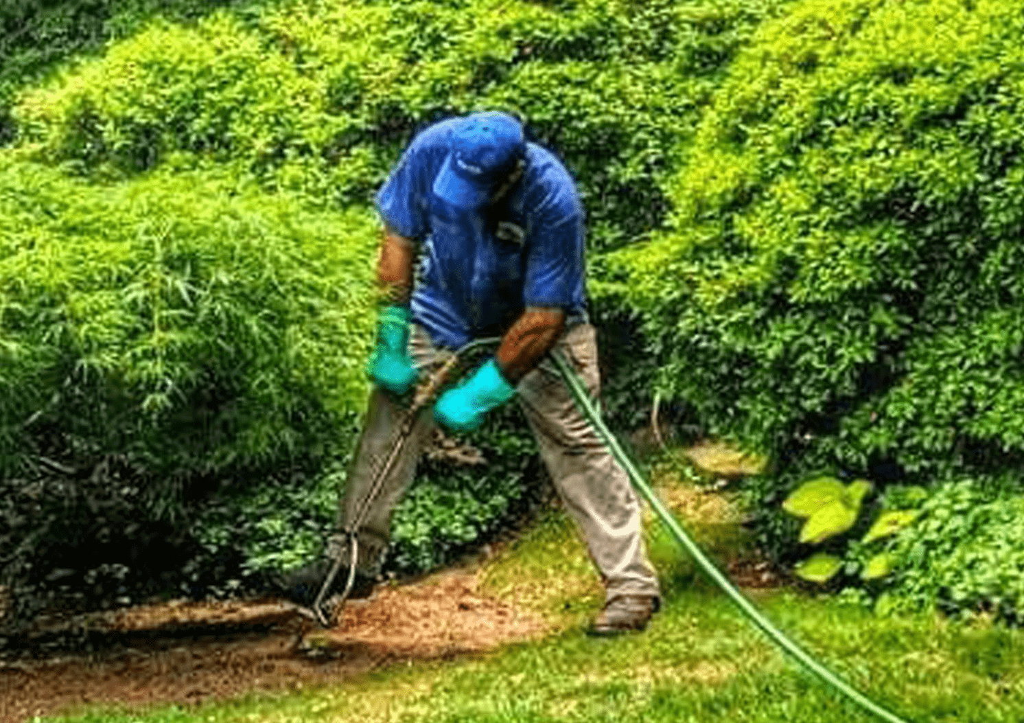 Shrub Fertilization