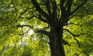 large tree