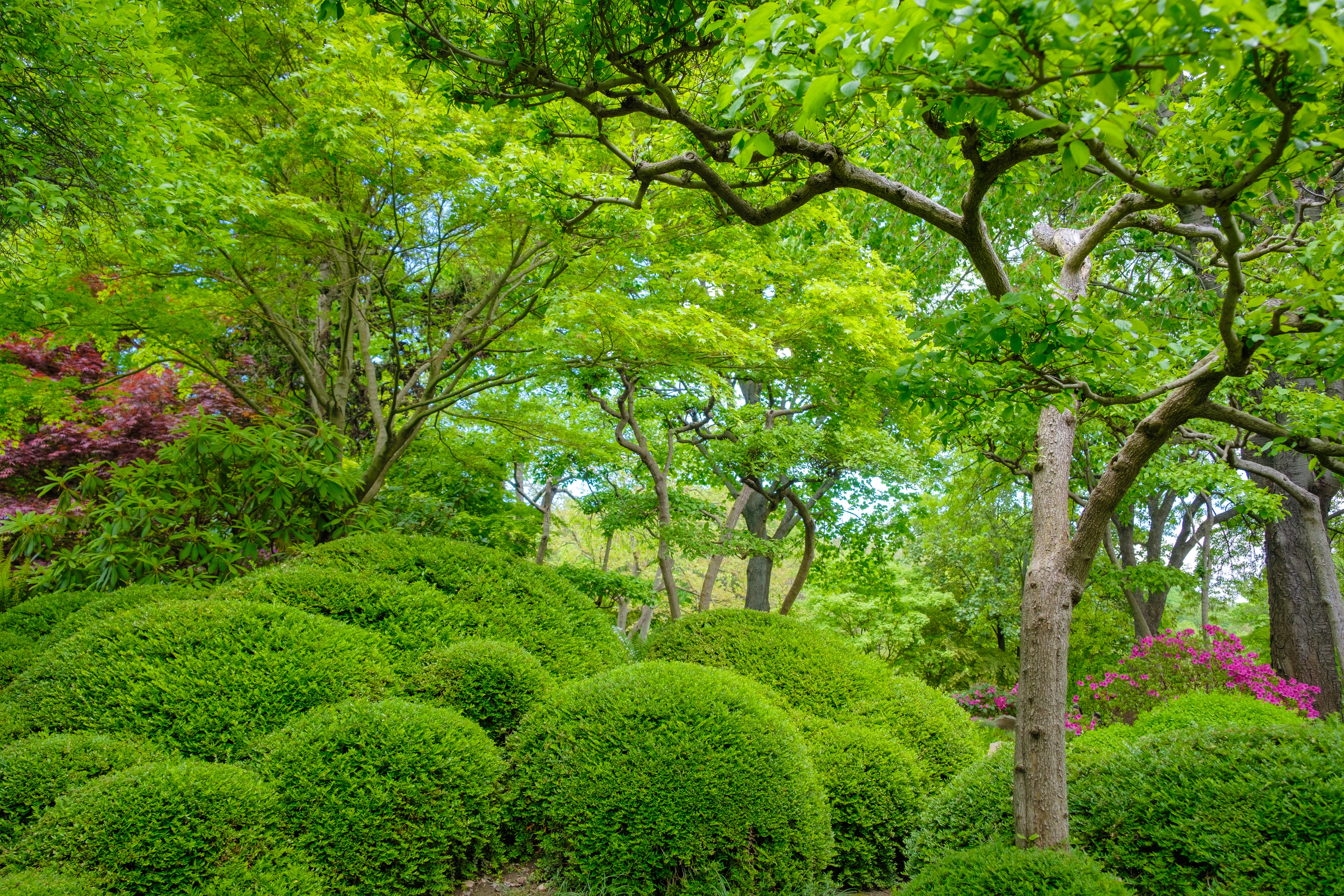 Lush, healthy shrubs and ornamental trees in a well-maintained New York landscape after professional shrub care and plant health treatments