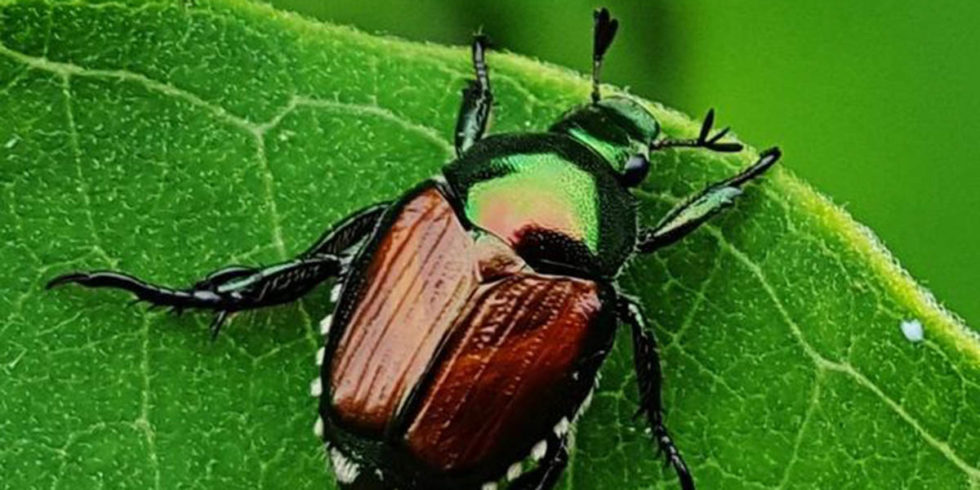 How to Identify & Get Rid of Bark Beetles in Pine Trees