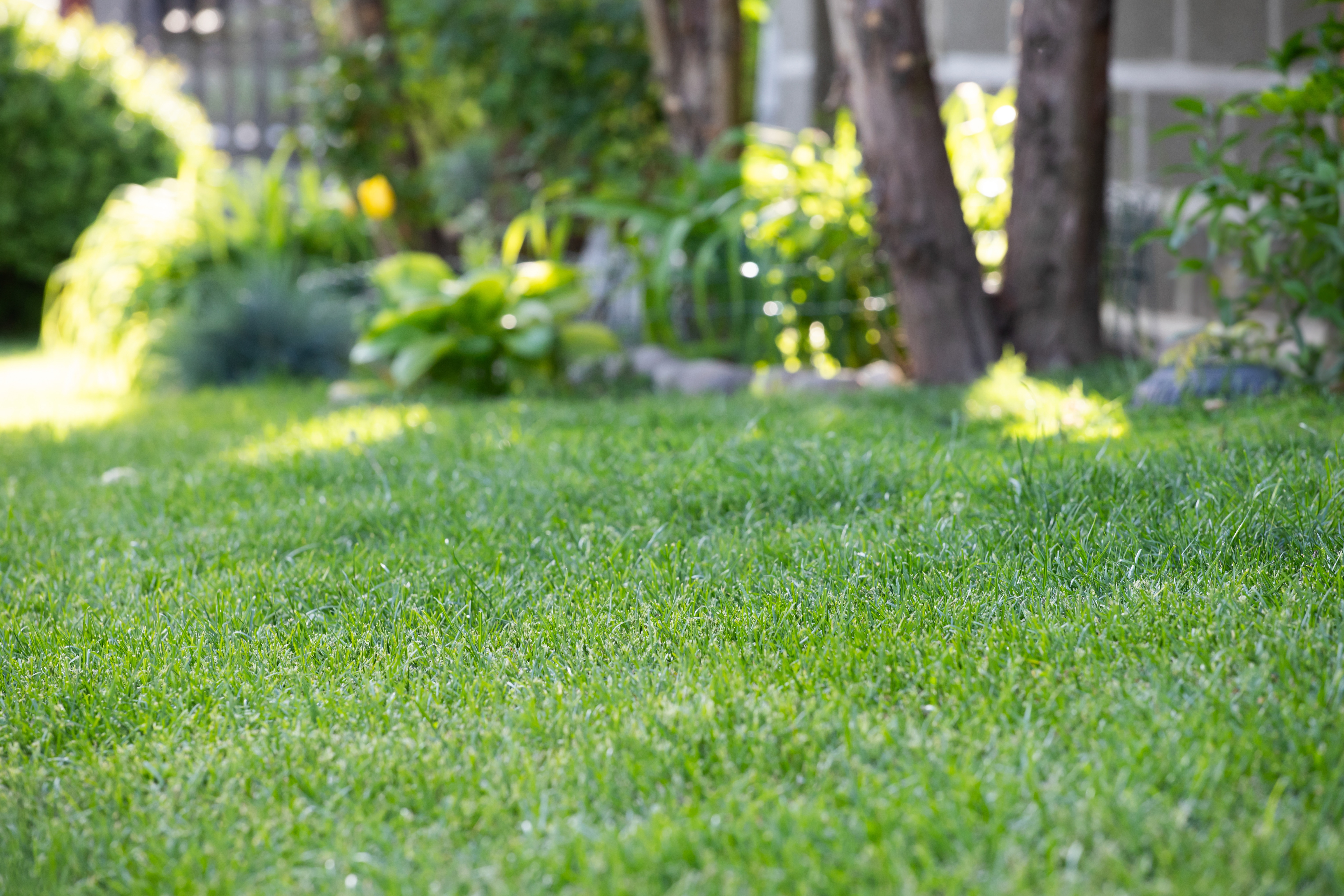 Lush, neatly trimmed green lawn with healthy trees and garden beds in a New York backyard