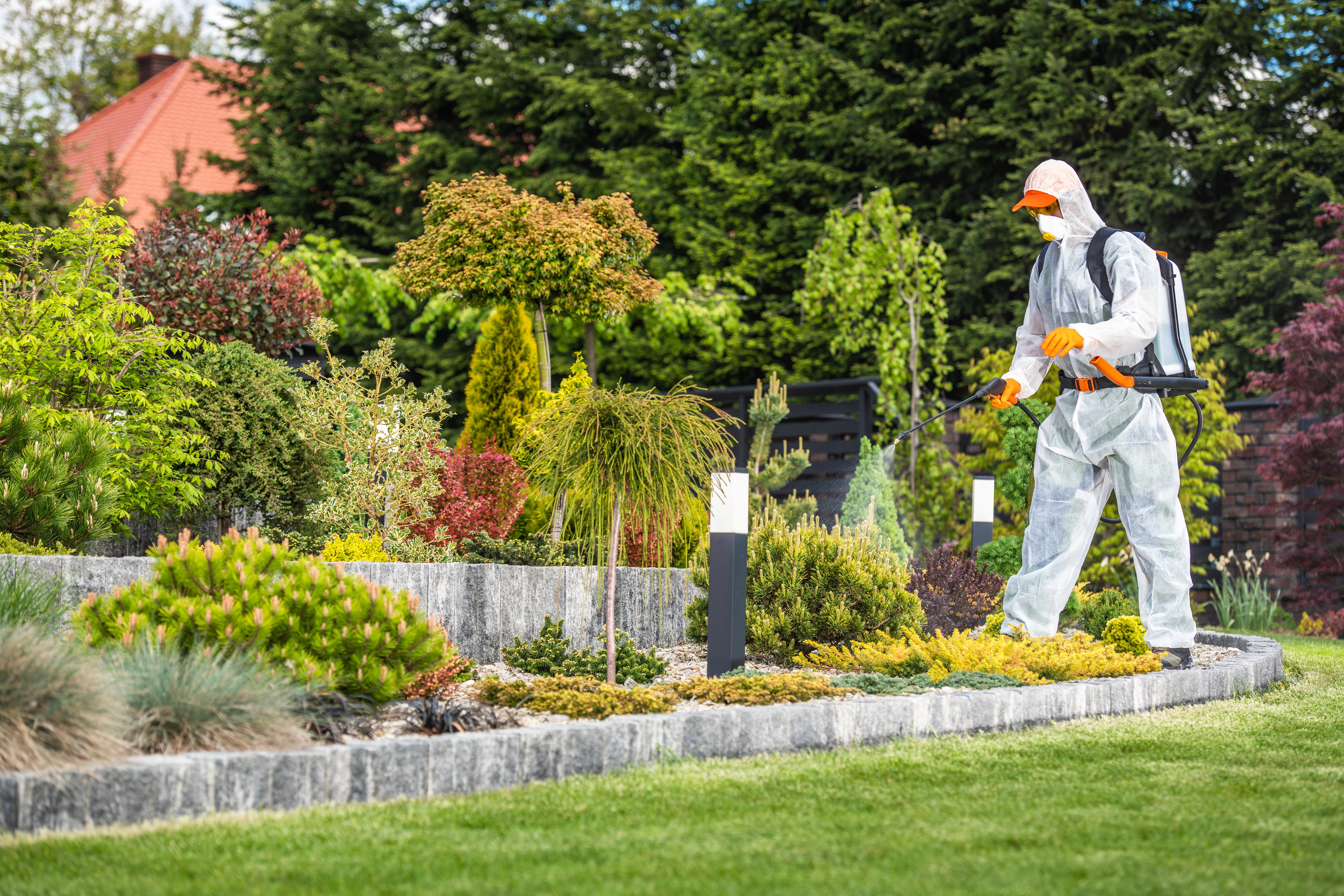 Licensed pest control technician in protective suit spraying garden beds and shrubs at a New York residential property