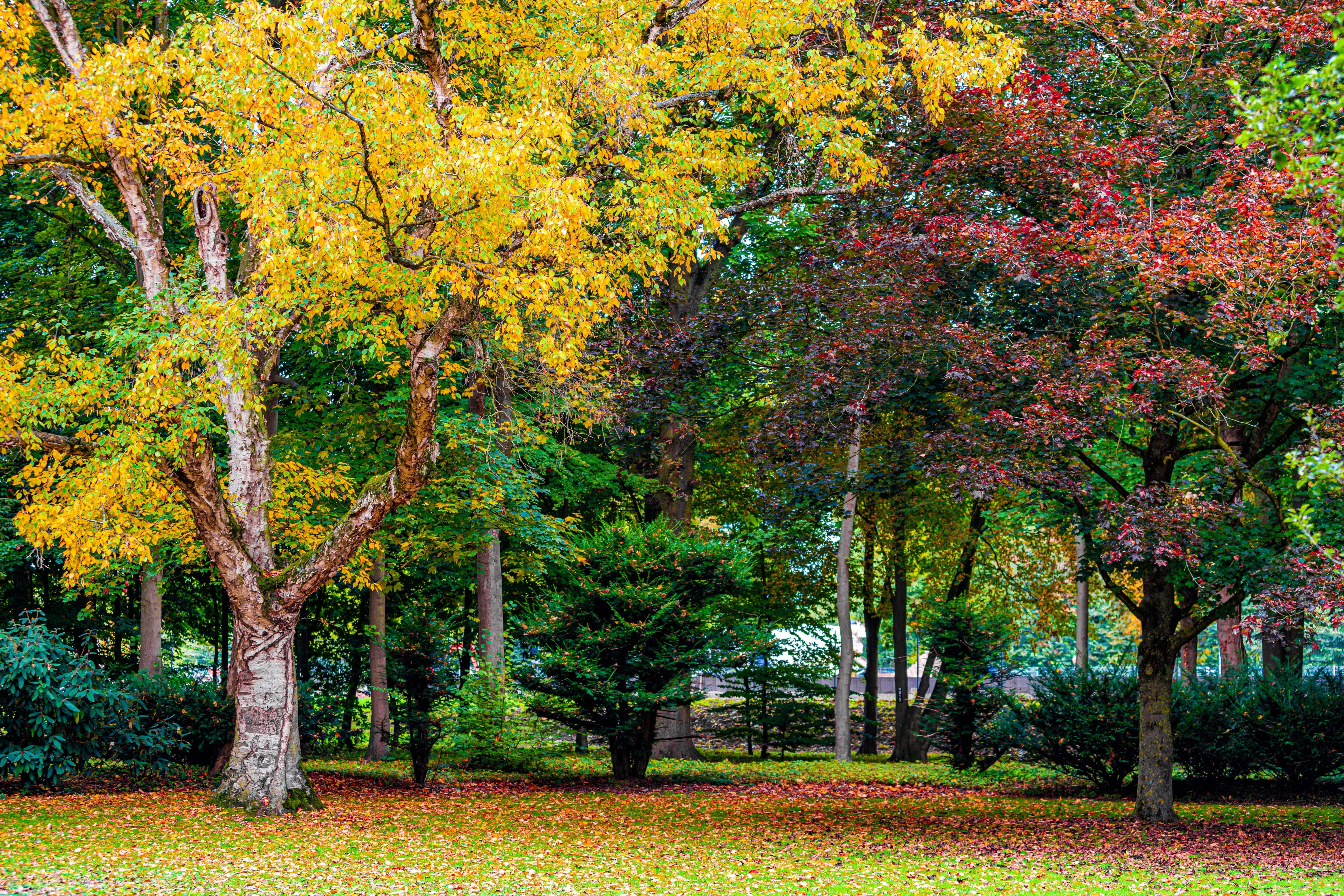 Vibrant fall foliage in New York — yellow and red tree canopy after seasonal tree health treatments and pest protection