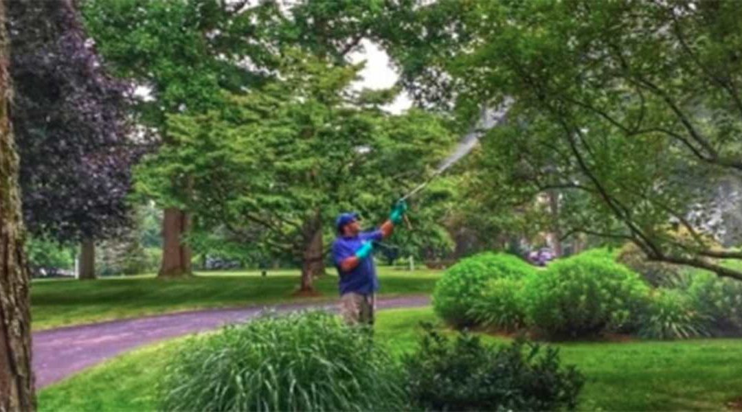How to Remove Ivy from Trees: Best Practices 