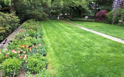 Does Organic Lawn Care Work?