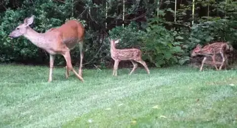 Deer Repellent keeping deer away.