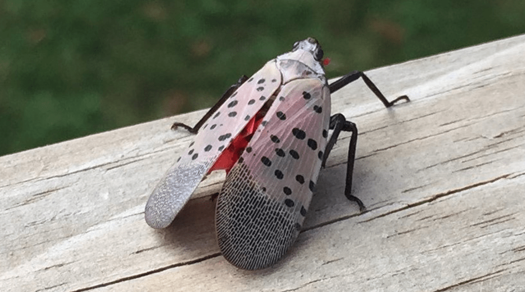 5 Effective Strategies to Combat Spotted Lanternflies & Protect Your Property